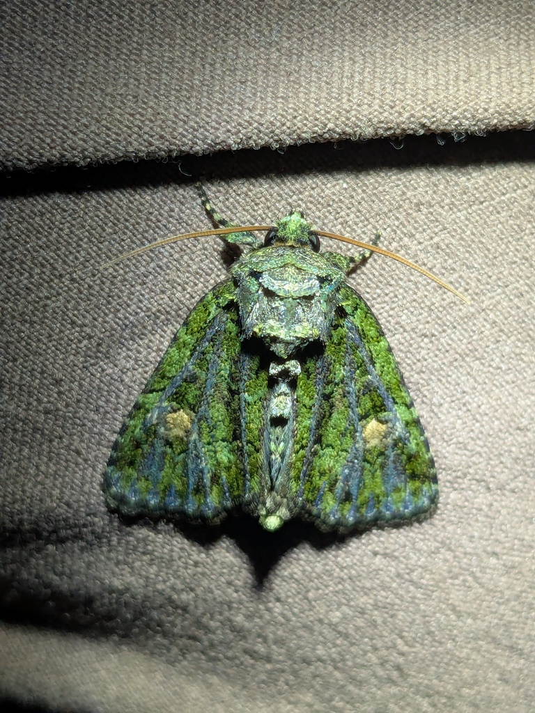 Spotted Phosphila Moth