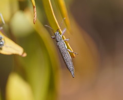 Rhinotia phoenicoptera