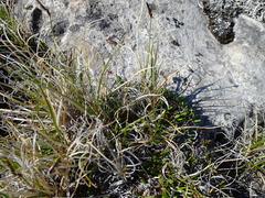 Carex rupestris