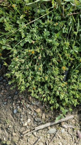 Hypericum brevistylum (Hypericum brevistylum)