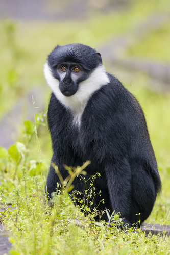 L'Hoest's Monkey (Allochrocebus lhoesti)