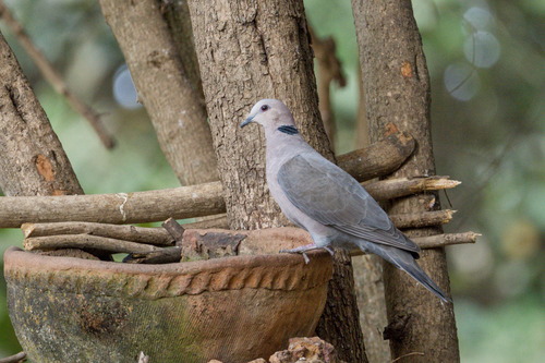 Red-eyed Dove (Streptopelia semitorquata), photo 6