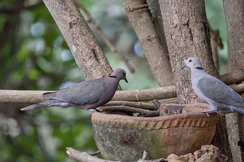 Red-eyed Dove (Streptopelia semitorquata), photo 7