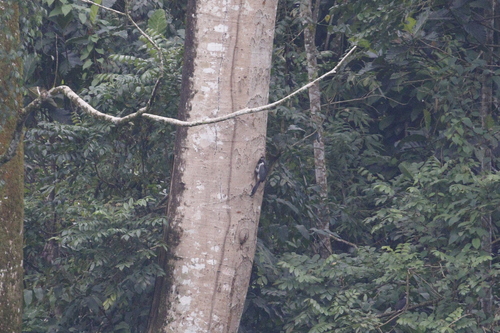 Sri Lanka Grey Hornbill (Ocyceros gingalensis)