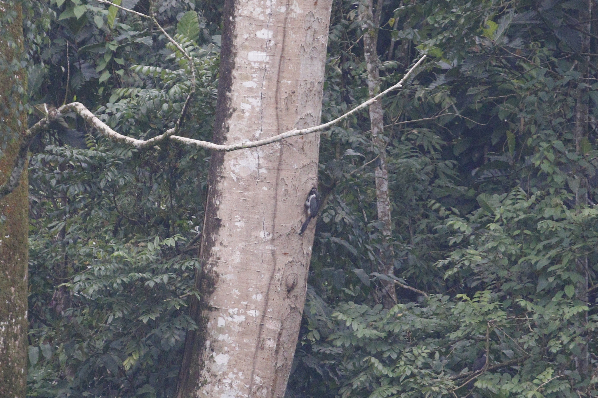 Sri Lanka Grey Hornbill (Ocyceros gingalensis), photo 1