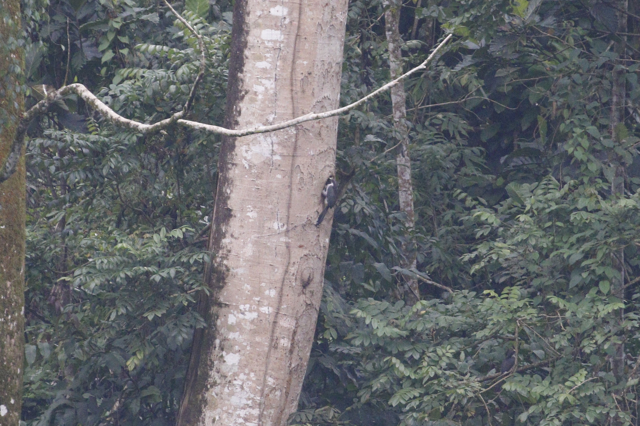 Sri Lanka Grey Hornbill (Ocyceros gingalensis), photo 2