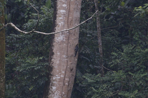 Sri Lanka Grey Hornbill (Ocyceros gingalensis), photo 8