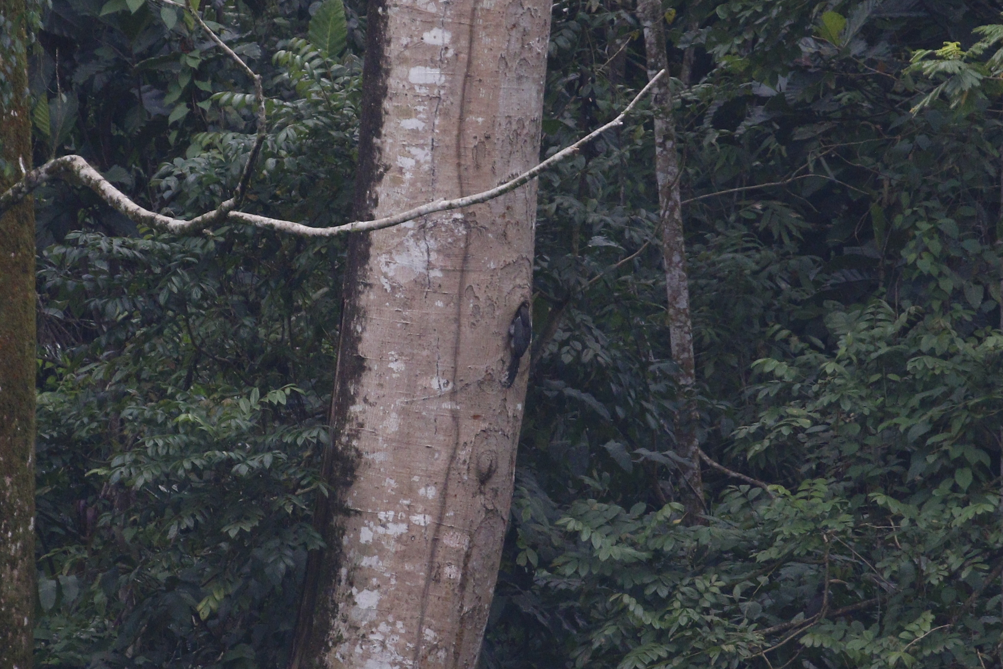 Sri Lanka Grey Hornbill (Ocyceros gingalensis), photo 7