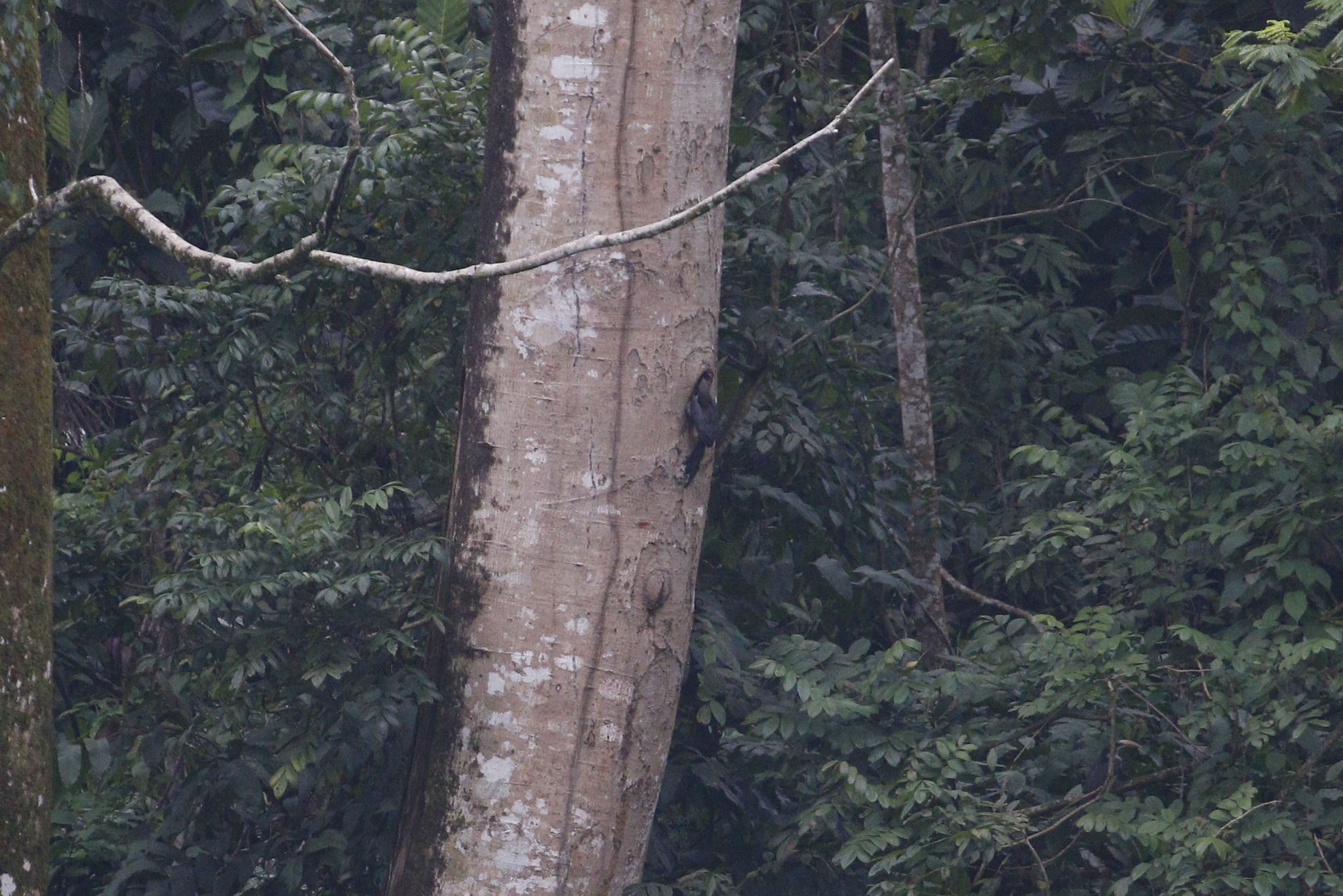 Sri Lanka Grey Hornbill (Ocyceros gingalensis), photo 8