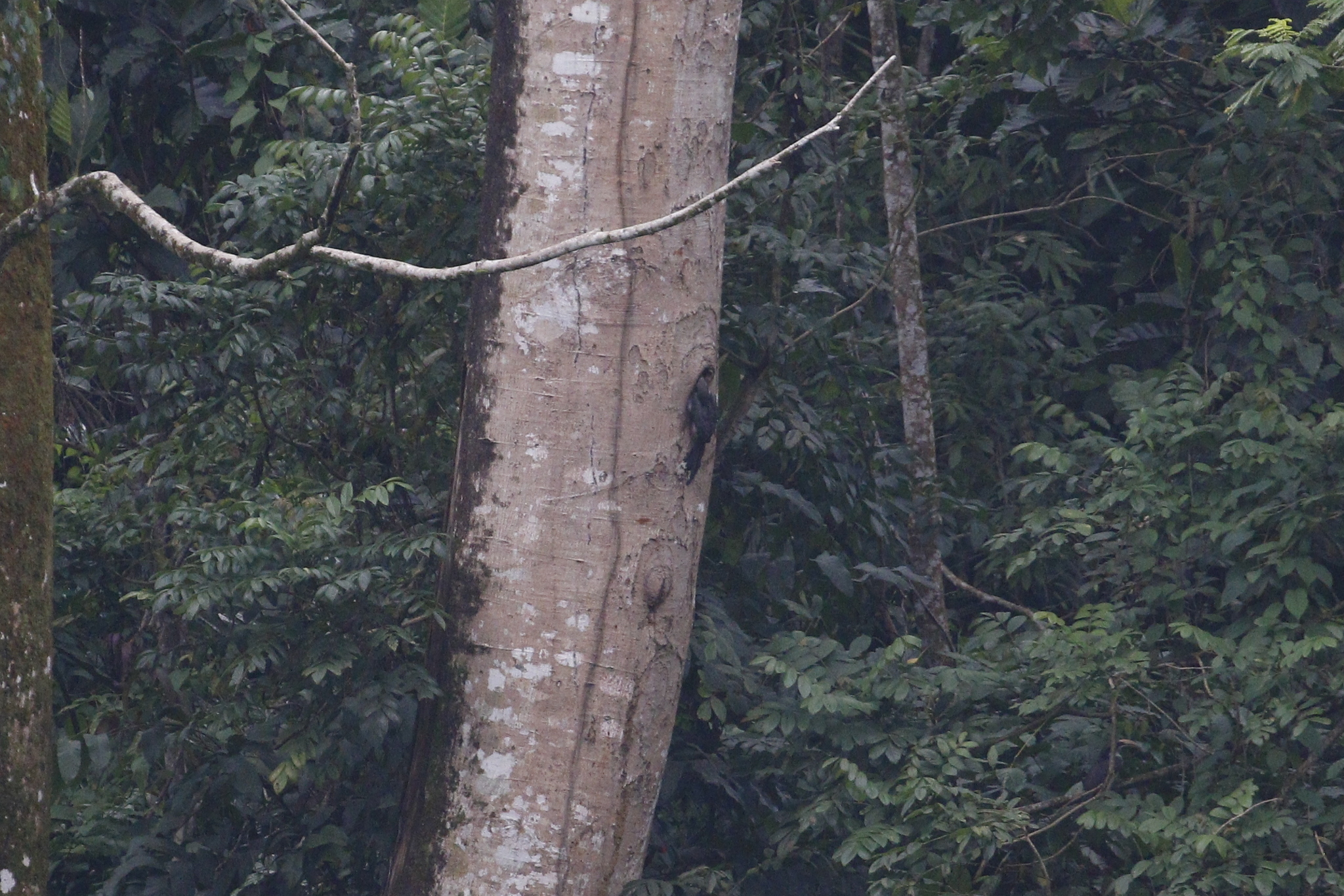 Sri Lanka Grey Hornbill (Ocyceros gingalensis), photo 9