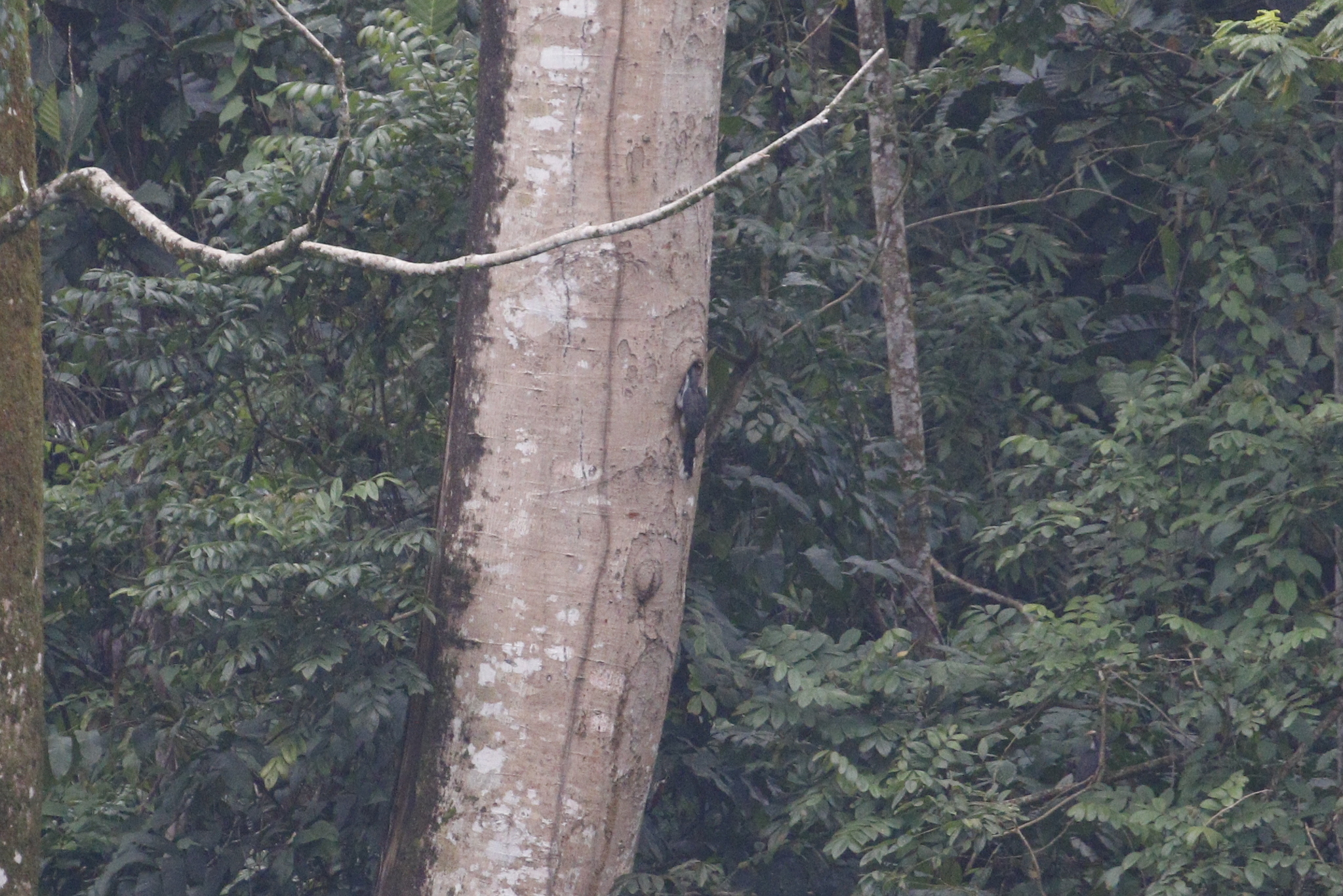 Sri Lanka Grey Hornbill (Ocyceros gingalensis), photo 10