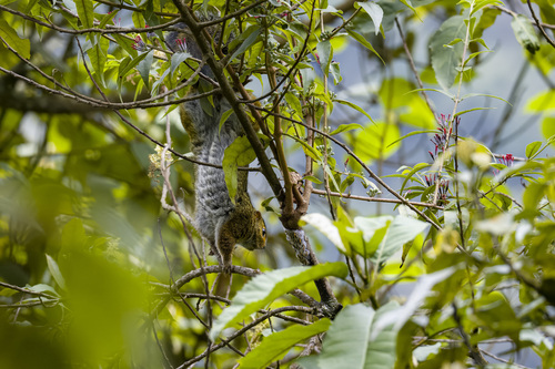 Red-legged Sun Squirrel