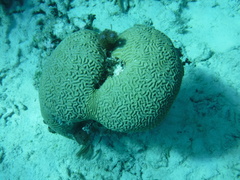 Colpophyllia natans