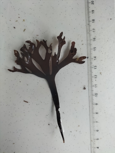 Gymnogongrus crenulatus, 2026-02-01