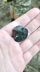 Isognomon ephippium