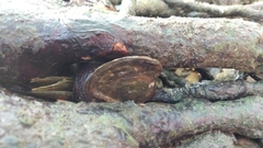 Isognomon ephippium