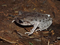 Leptobrachium hasseltii