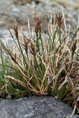 Carex edura