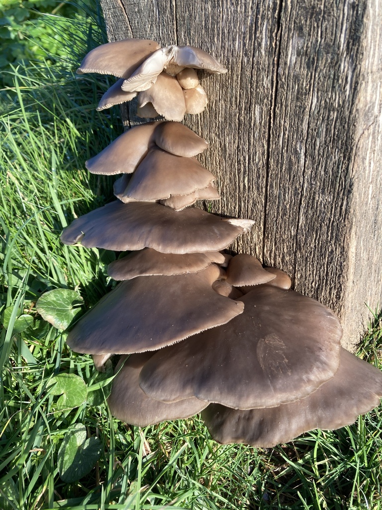 Pleurotus ostreatus · February 2026 · photo: © nick37158 (iNaturalist, cc-by)