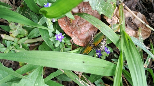 Hydrolea zeylanica observed 2026-01-26