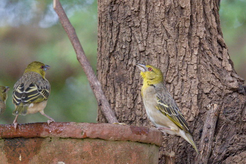 Village Weaver (Ploceus cucullatus), photo 4
