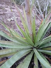 Agave aktites