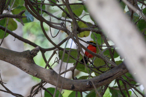 Yellow-crowned Gonolek (Laniarius barbarus), photo 2