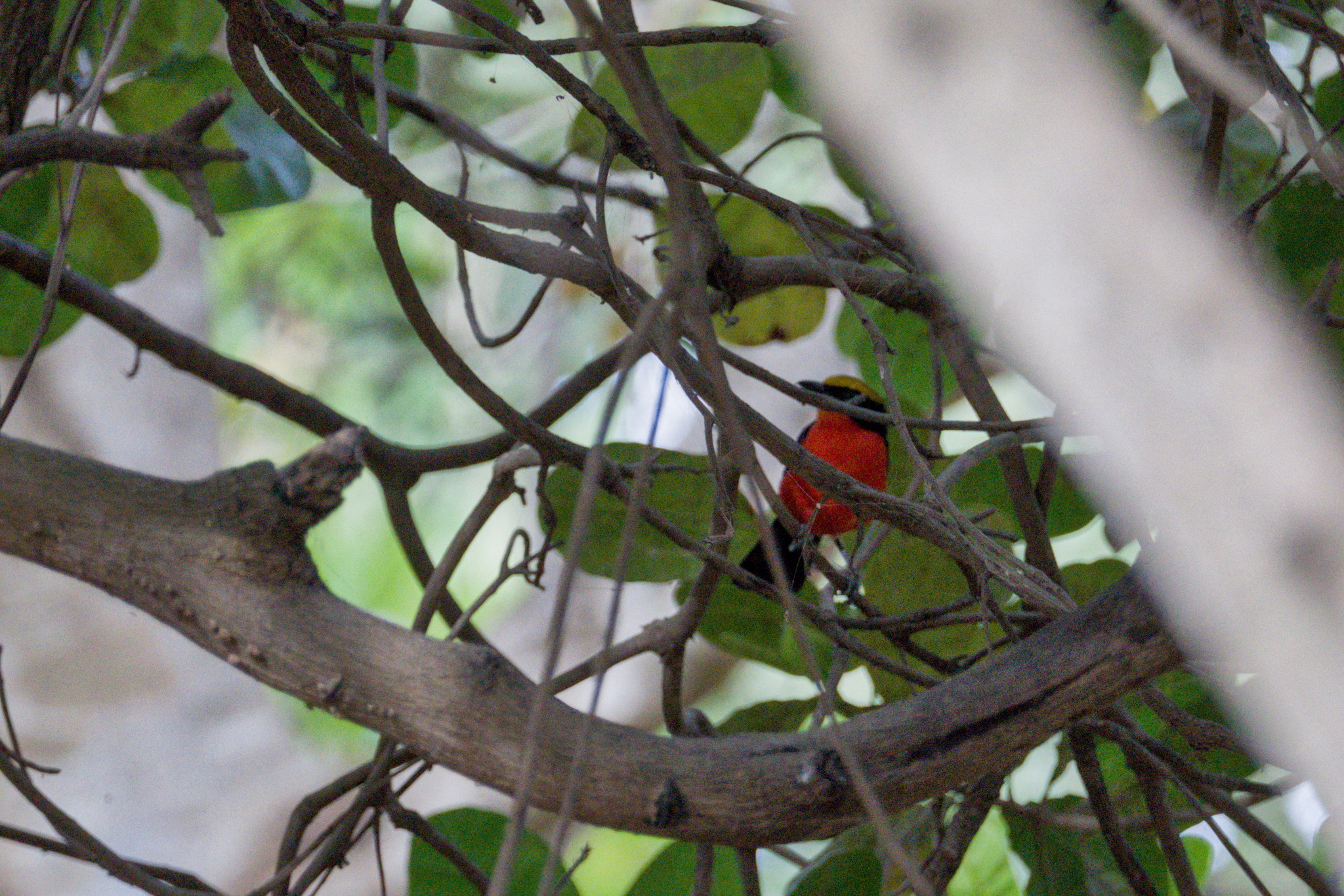 Yellow-crowned Gonolek (Laniarius barbarus), photo 2