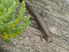 Pseudemoia rawlinsoni