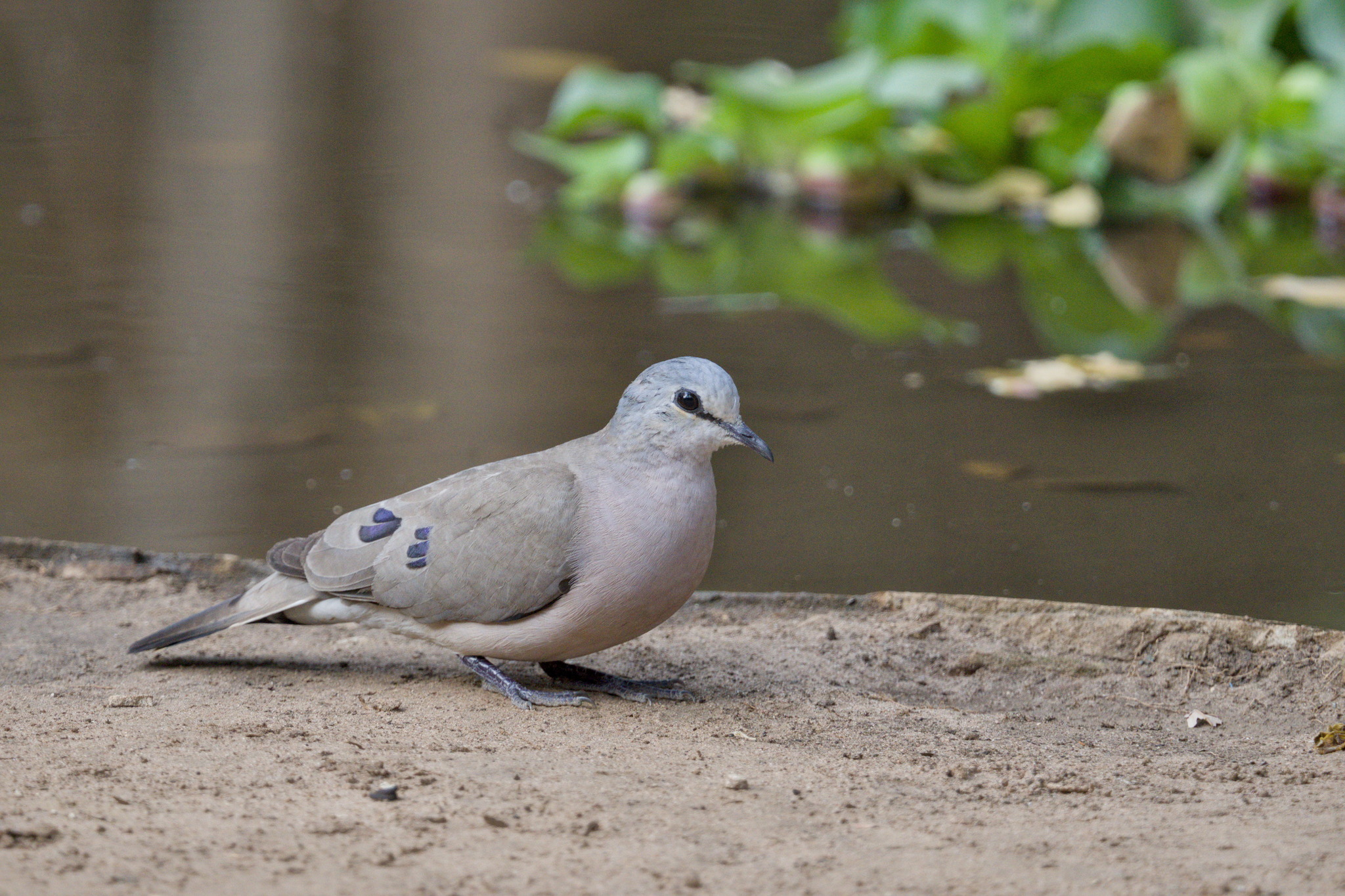 Black-billed Wood Dove (Turtur abyssinicus), photo 6