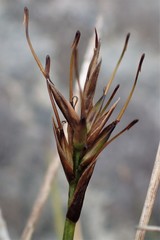 Carex edura
