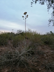 Agave aktites