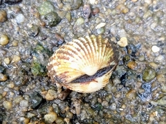 Tegillarca granosa