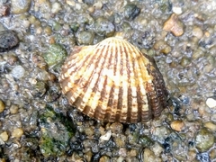 Tegillarca granosa