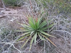 Agave aktites