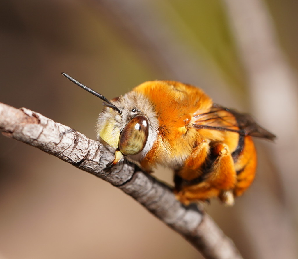 Amegilla albiceps (Native Bees of South Australia) · iNaturalist