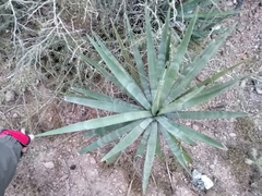 Agave aktites