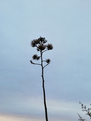 Agave aktites