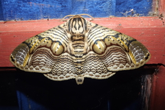 Brahmaea hearseyi