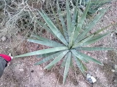 Agave aktites