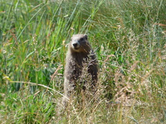 Marmota olympus