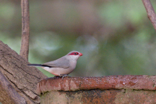 Black-rumped Waxbill (Estrilda troglodytes), photo 2