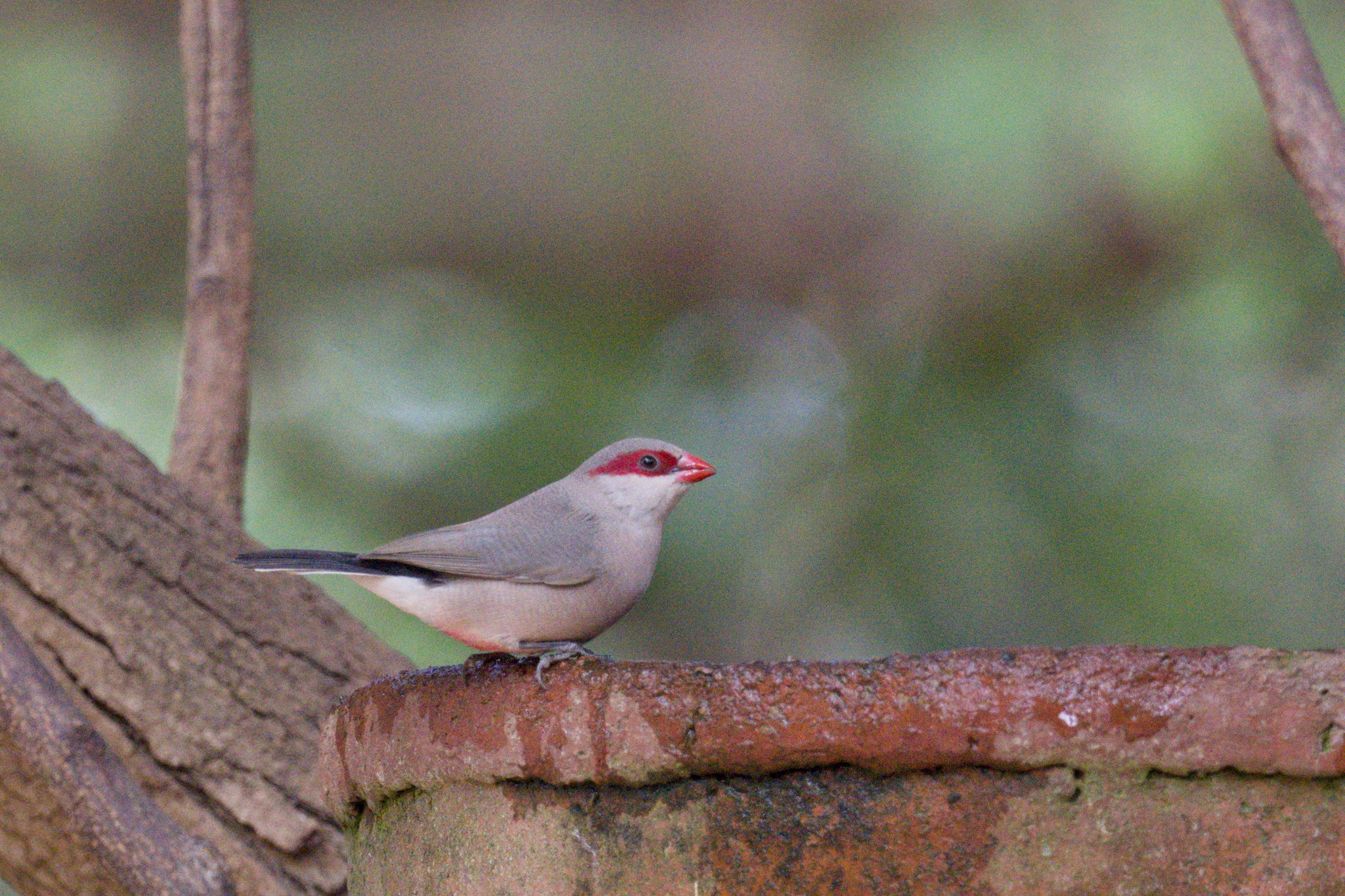 Black-rumped Waxbill (Estrilda troglodytes), photo 2