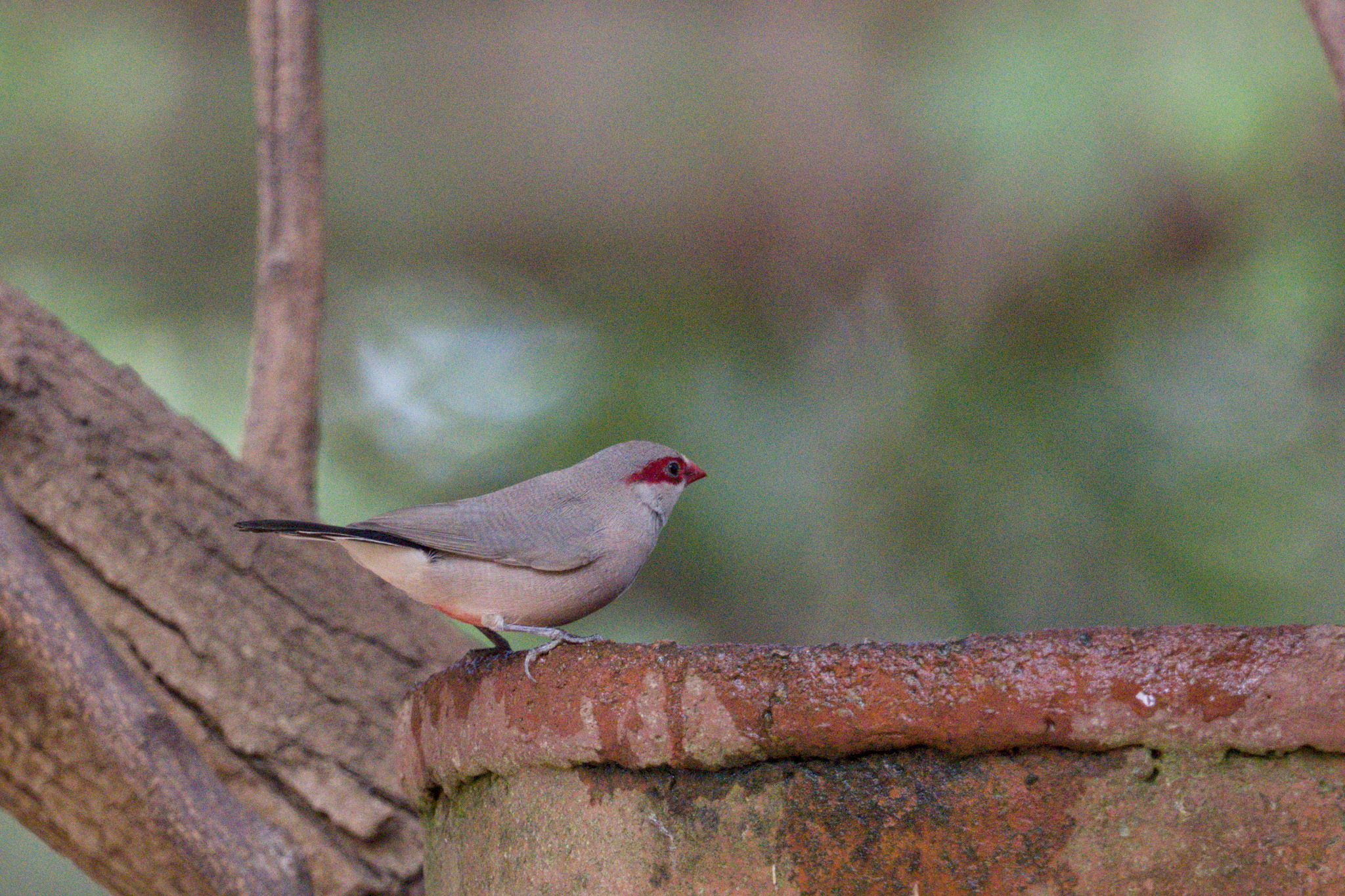 Black-rumped Waxbill (Estrilda troglodytes), photo 8