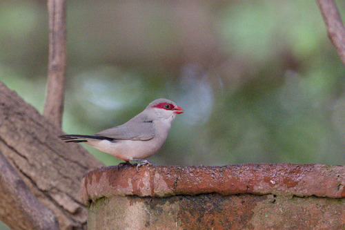 Black-rumped Waxbill (Estrilda troglodytes)