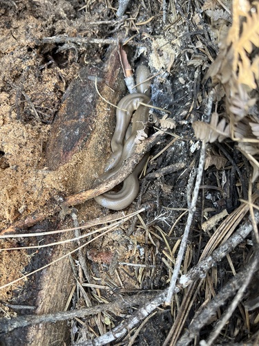 iNaturalist observation photo of Northern Rubber Boa