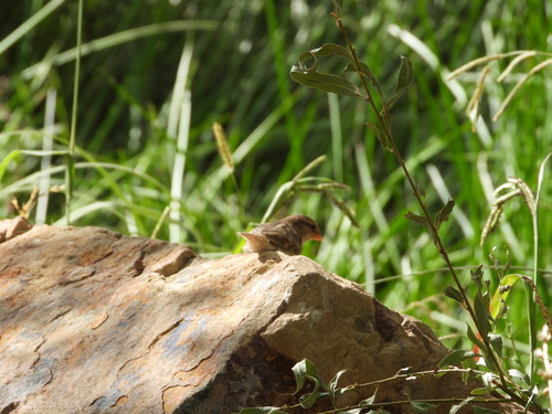 House Sparrow