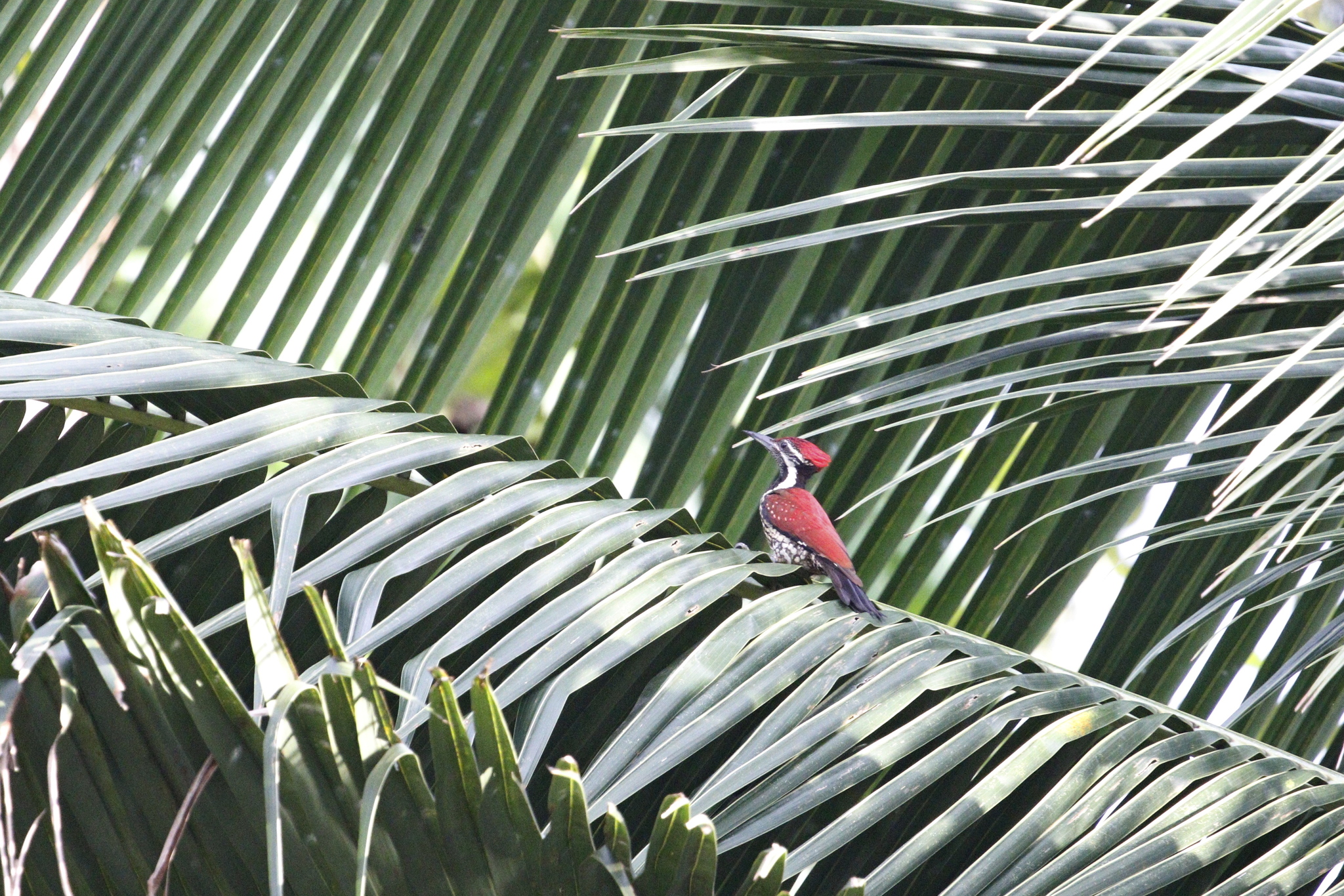 Red-backed Flameback (Dinopium psarodes), photo 2