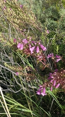 author not stated, no rights reserved Agalinis brevifolia, photograph author not stated, no rights reserved
