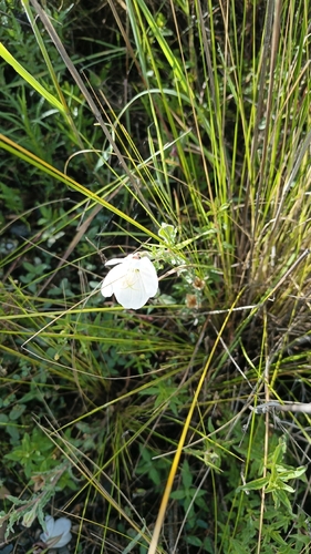 Fourwing Evening Primrose (Oenothera tetraptera)